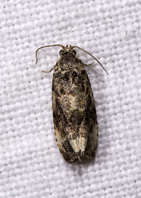 Tortricidae 2 - Endothenia cfr. marginana